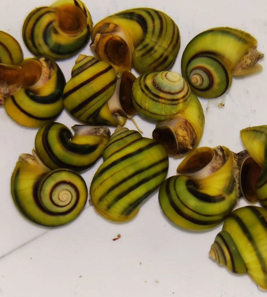 Zebra Apfelschnecke – Asolene spixi 🐌