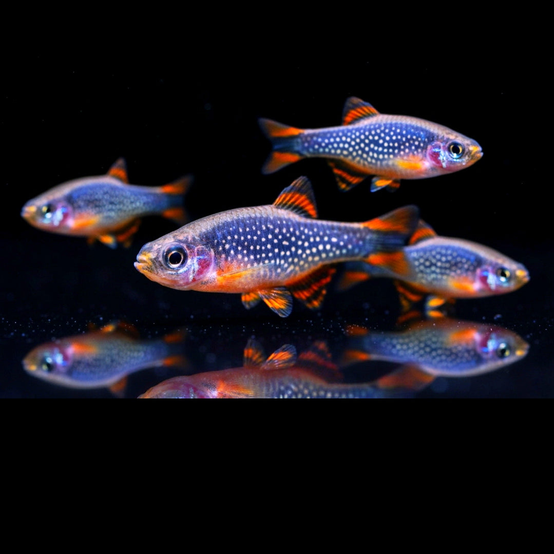 Perlhuhnbärblinge aus Liebevoller Zucht  - Danio margaritatus