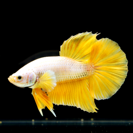 Kampffisch Betta splendens – Plakat Yellow Dragon