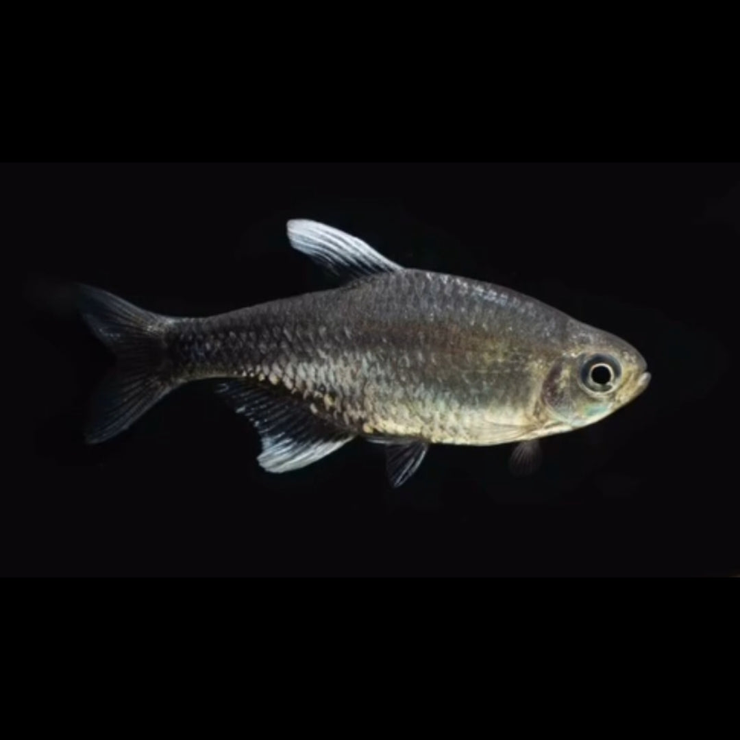 Nego-Dagua-Salmler – Hyphessobrycon negodagua 🐟✨