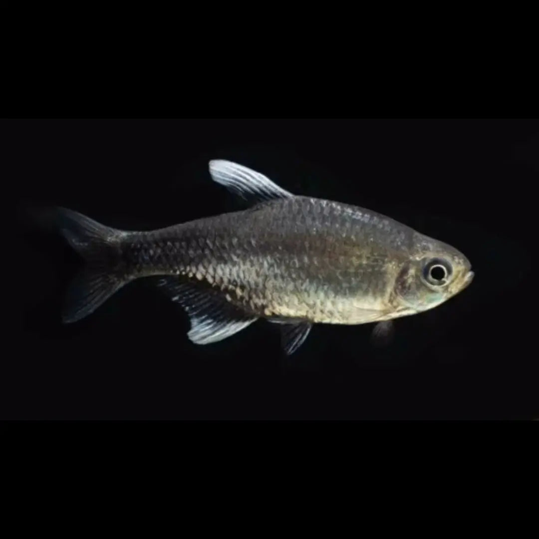 Nego-Dagua-Salmler – Hyphessobrycon negodagua 🐟✨ AquaTimo
