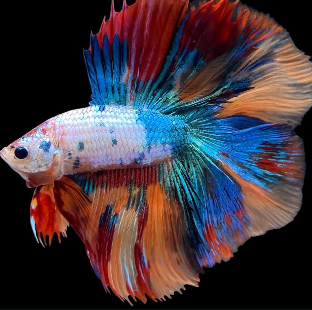 Betta splendens "Halfmoon Fancy Koi Nemo" – Farbenfroher Kampffisch mit spektakulärer Musterung