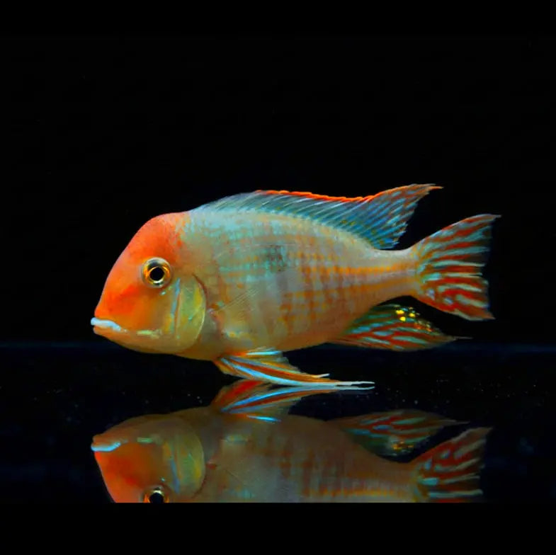 Rotkopf-Erdfresser – Geophagus pyrocephalus AquaTimo