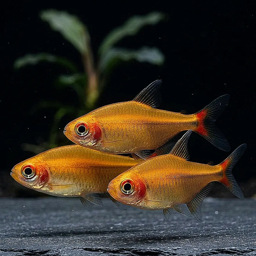 Axelrodia stigmatias - Roter Pfeffersalmler AquaTimo