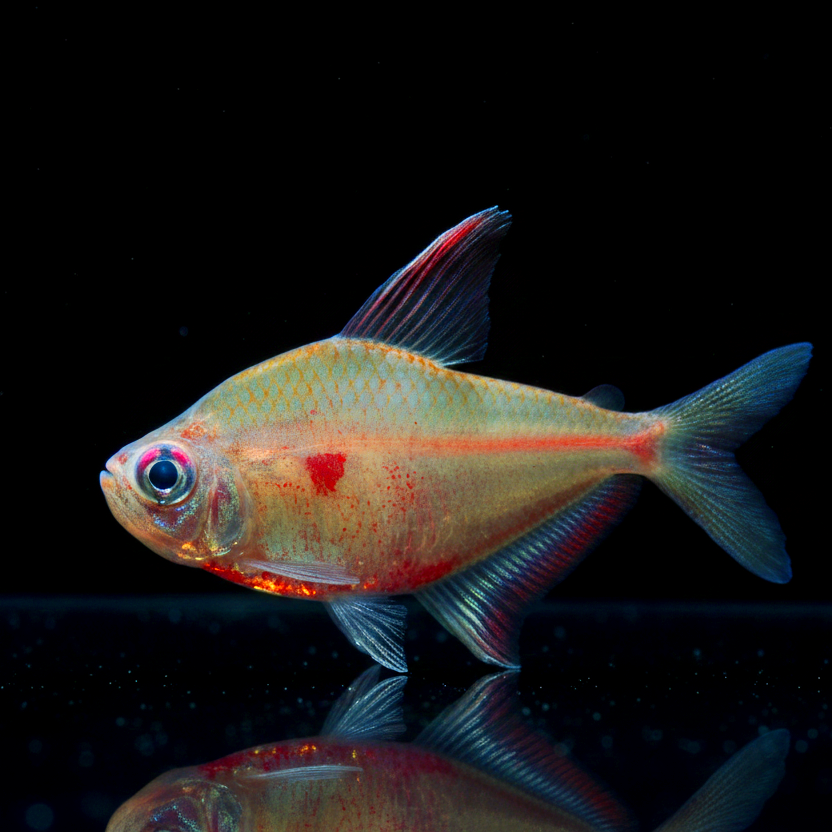 Fahnen-Kirschflecksalmler – Hyphessobrycon erythrostigma