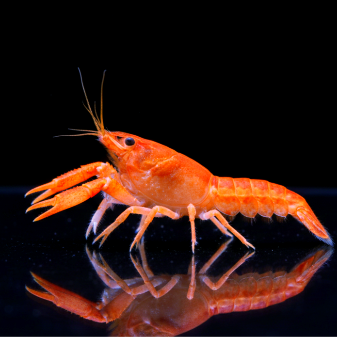 Cambarellus patzcuarensis "orange" - CPO – Orangefarbener Zwergflusskrebs