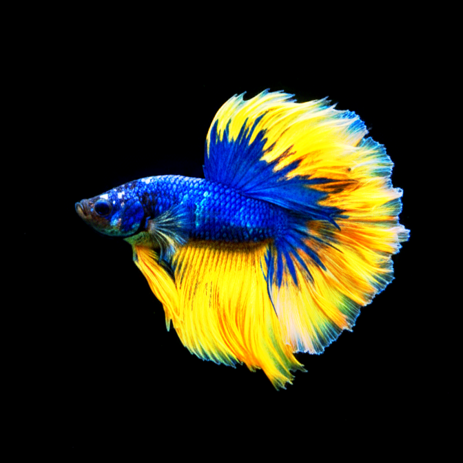 Kampffisch Betta splendens – Halfmoon Blue-Yellow