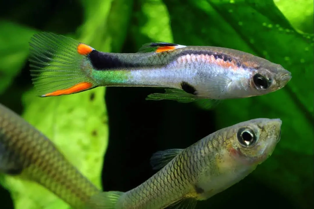 ✨ Guppy Wingei "Silverado" – Der glänzende Blickfang fürs Aquarium! ✨ AquaTimo