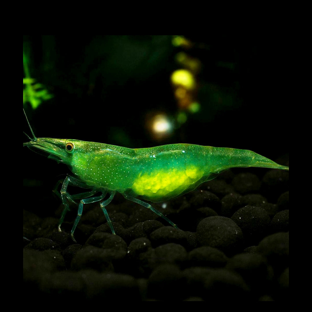 Caridina cf. babaulti "Green" Giftgrüne Zwerggarnele