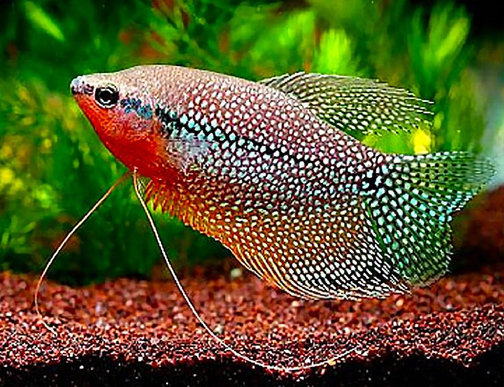 Trichogaster leeri – Der majestätische Mosaikfadenfisch Fadenfisch