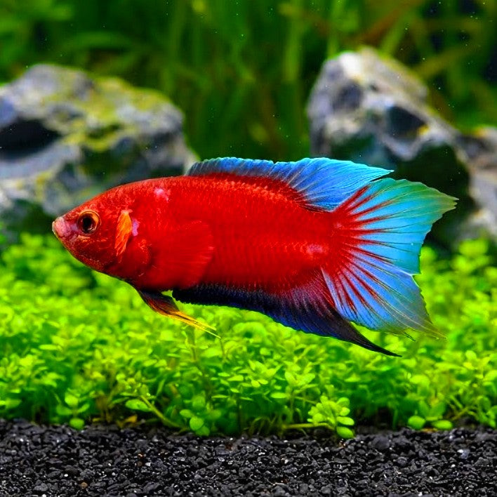 Macropodus opercularis (Paradiesfisch) Gurami