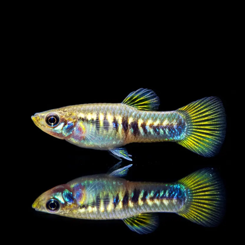 Tiburon-Kärpfling – Limia tridens (Poecilia tridens) AquaTimo