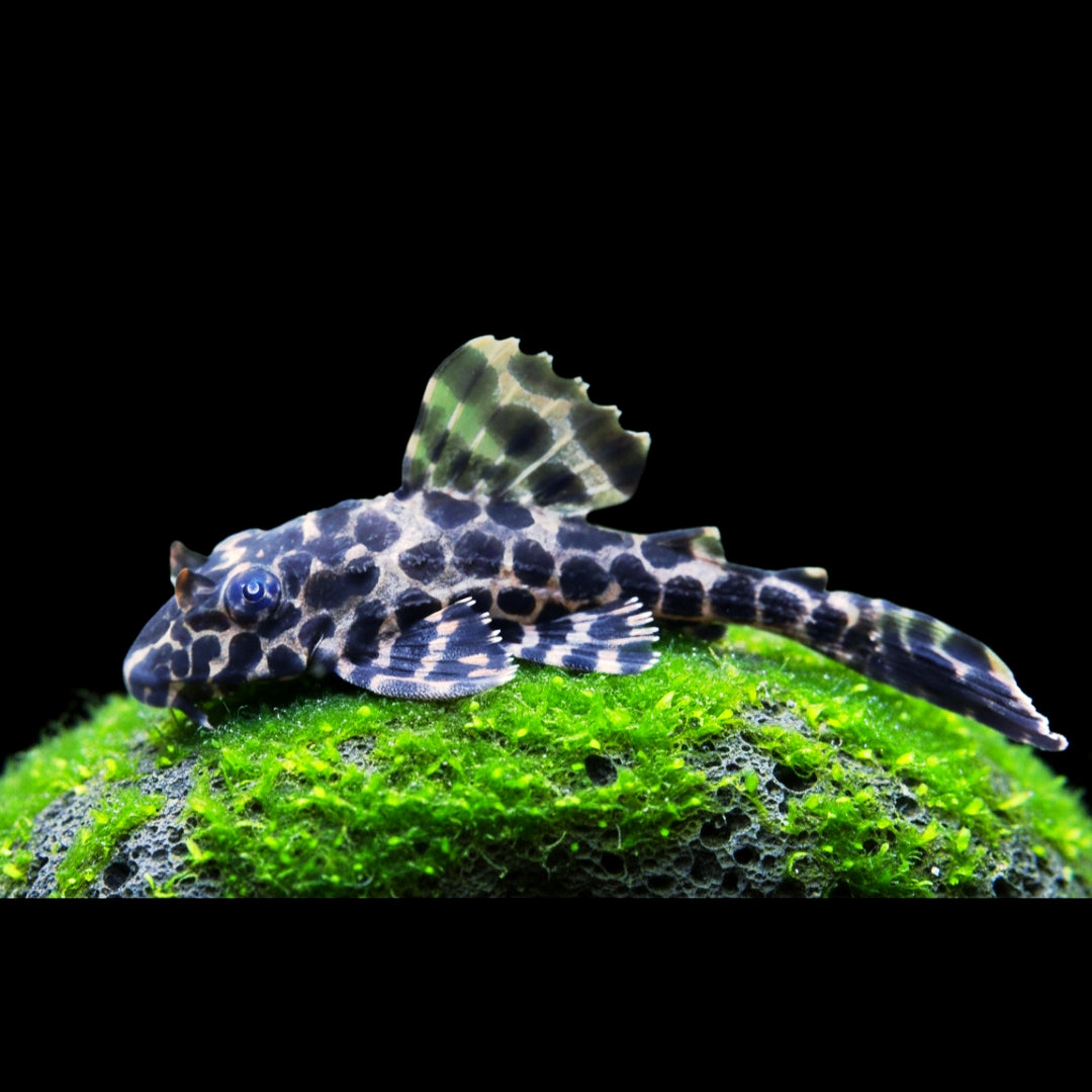 Wabenschilderwels – Pterygoplichthys gibbiceps (L165) 🐟🛡️