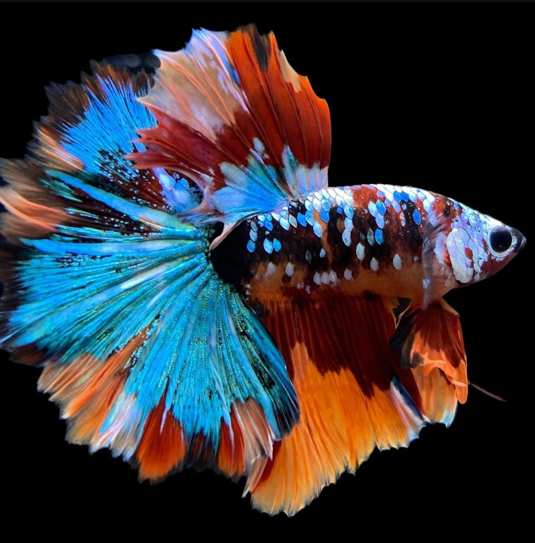 Betta splendens "Halfmoon Fancy Koi Nemo" – Farbenfroher Kampffisch mit spektakulärer Musterung