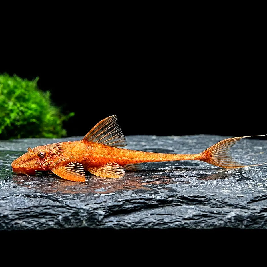 Roter Hexenwels – Rineloricaria spec. ❤️🐟 AquaTimo