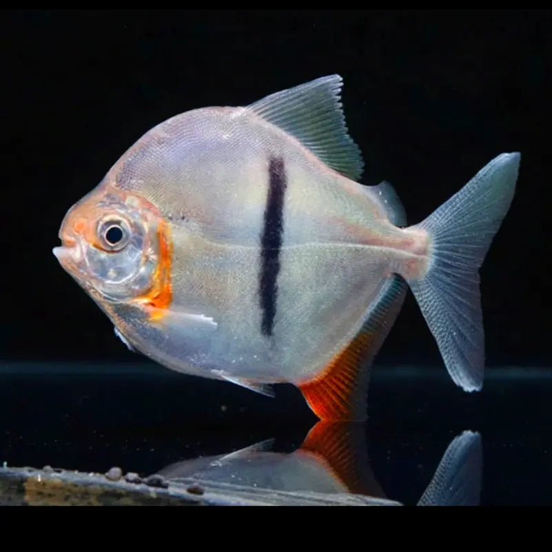 Schwarzbinden-Scheibensalmler – Myleus schomburgkii (Myloplus schomburgkii) AquaTimo