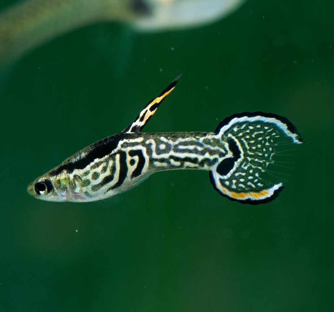 Poecilia wingei Endler – Green Tiger King Cobra 🐍💚🐯