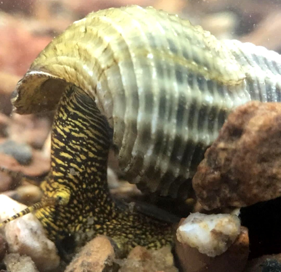 Tylomelania marwotoae - Himalayan Turmdeckelschnecke