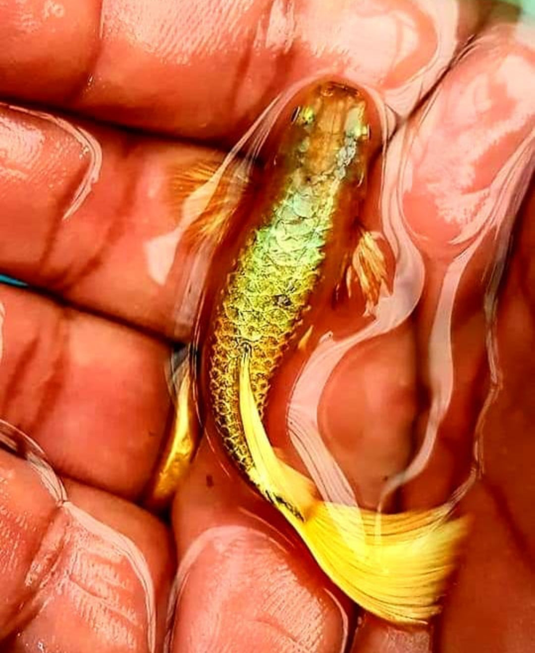 Hochzucht Guppy - Full Gold