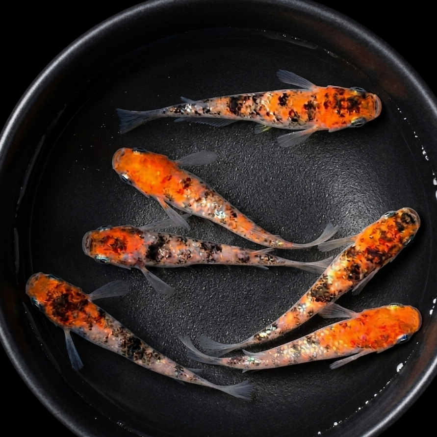 Medaka - Orange Head Tricolor