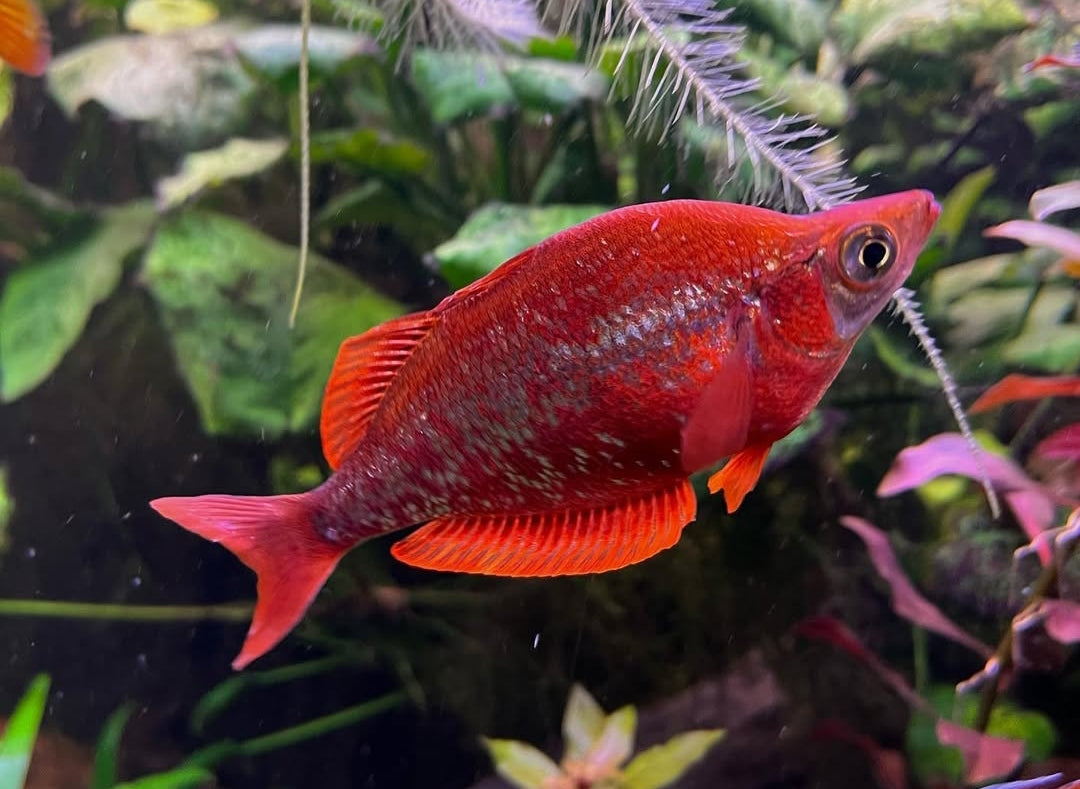 Lachsroter Regenbogenfisch – glossolepis incisus 🐟🔥