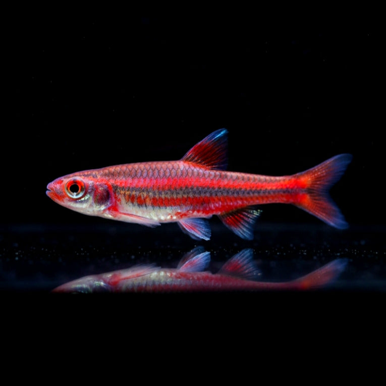 Regenbogenelritze – Notropis chrosomus