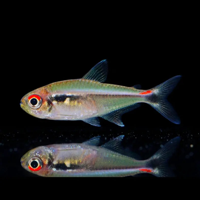 Montags-Dreibandsalmler – Hyphessobrycon montagi AquaTimo