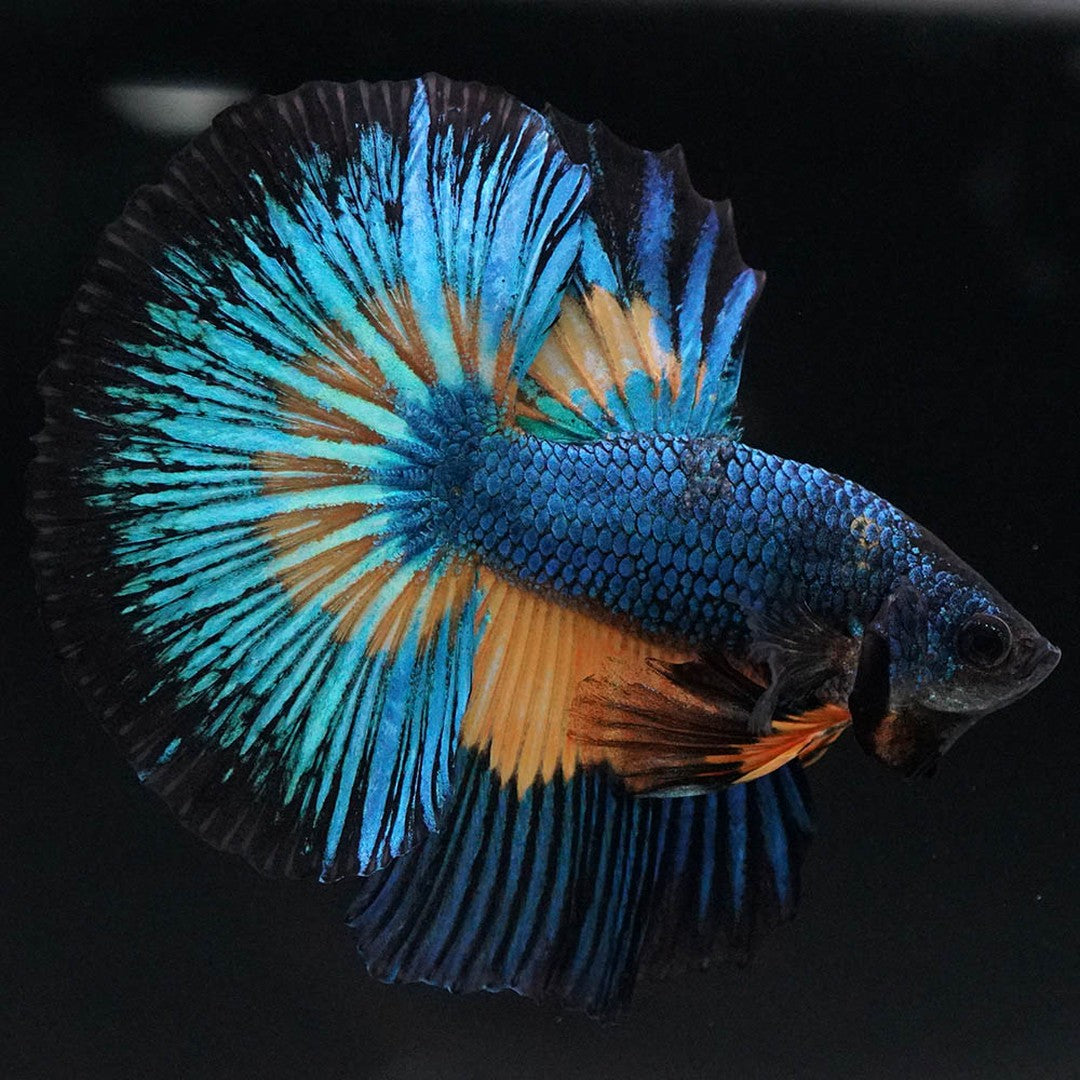 Betta splendens "Halfmoon Fancy Blue" – Farbenfroher Kampffisch mit spektakulärer Musterung