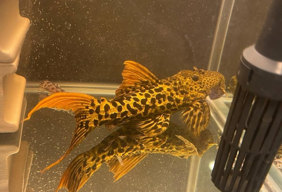 L273 Titanic-Kaktuswels – der auffällige König unter den L-Welsen 🐟🖤 ca. 7-9 cm