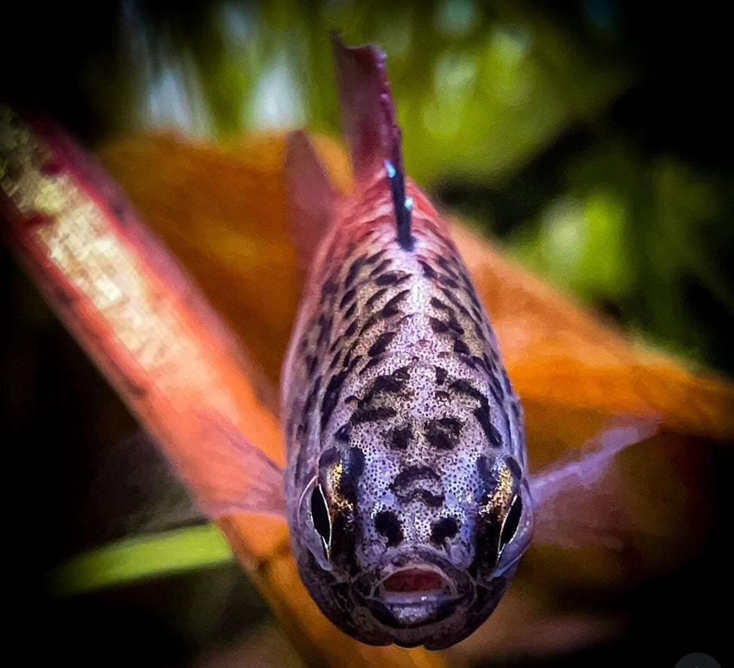 Zwergblaubarsch - "Black Tiger" Dario tigris