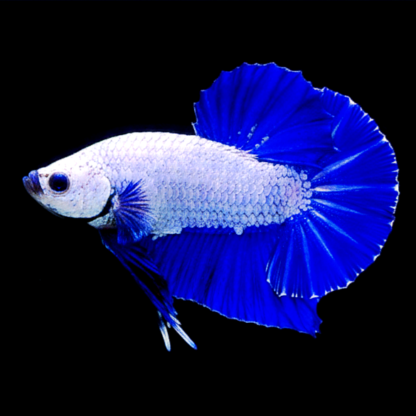 Kampffisch Betta splendens – Plakat Blue Dragon