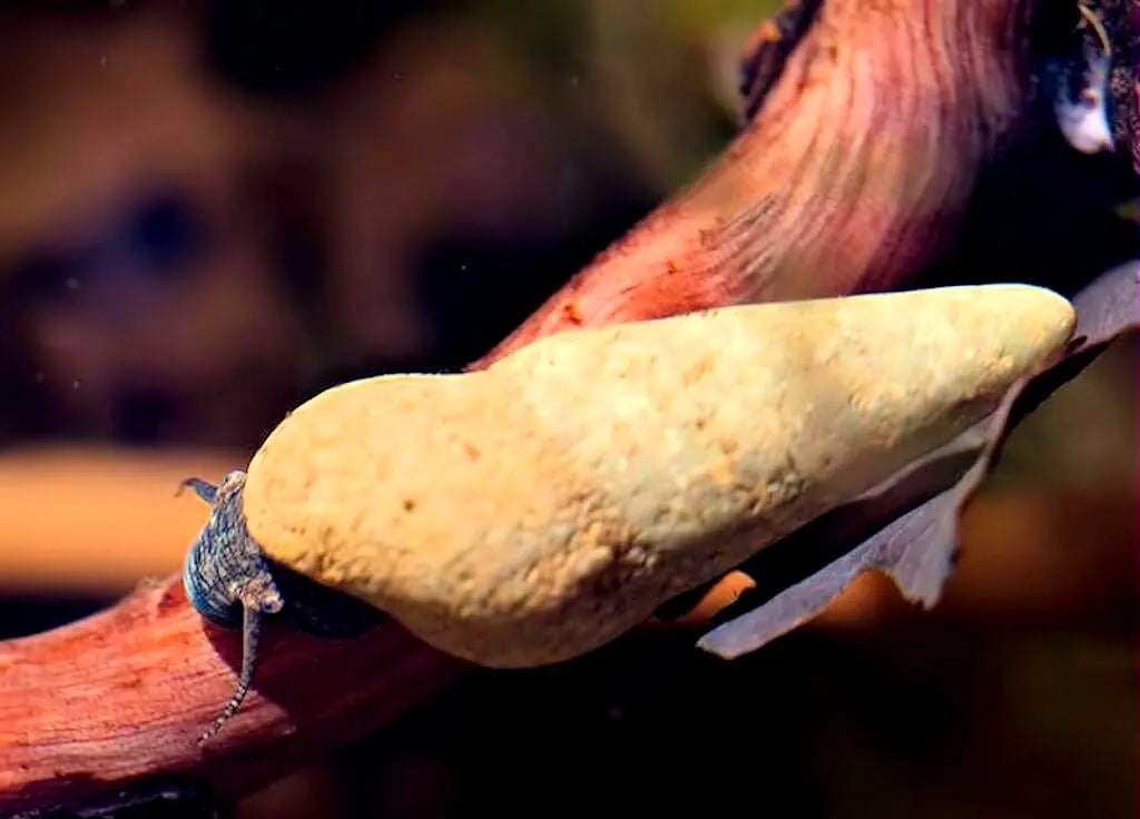 Tylomelania perfecta - Donnerkeil Schnecke AquaTimo