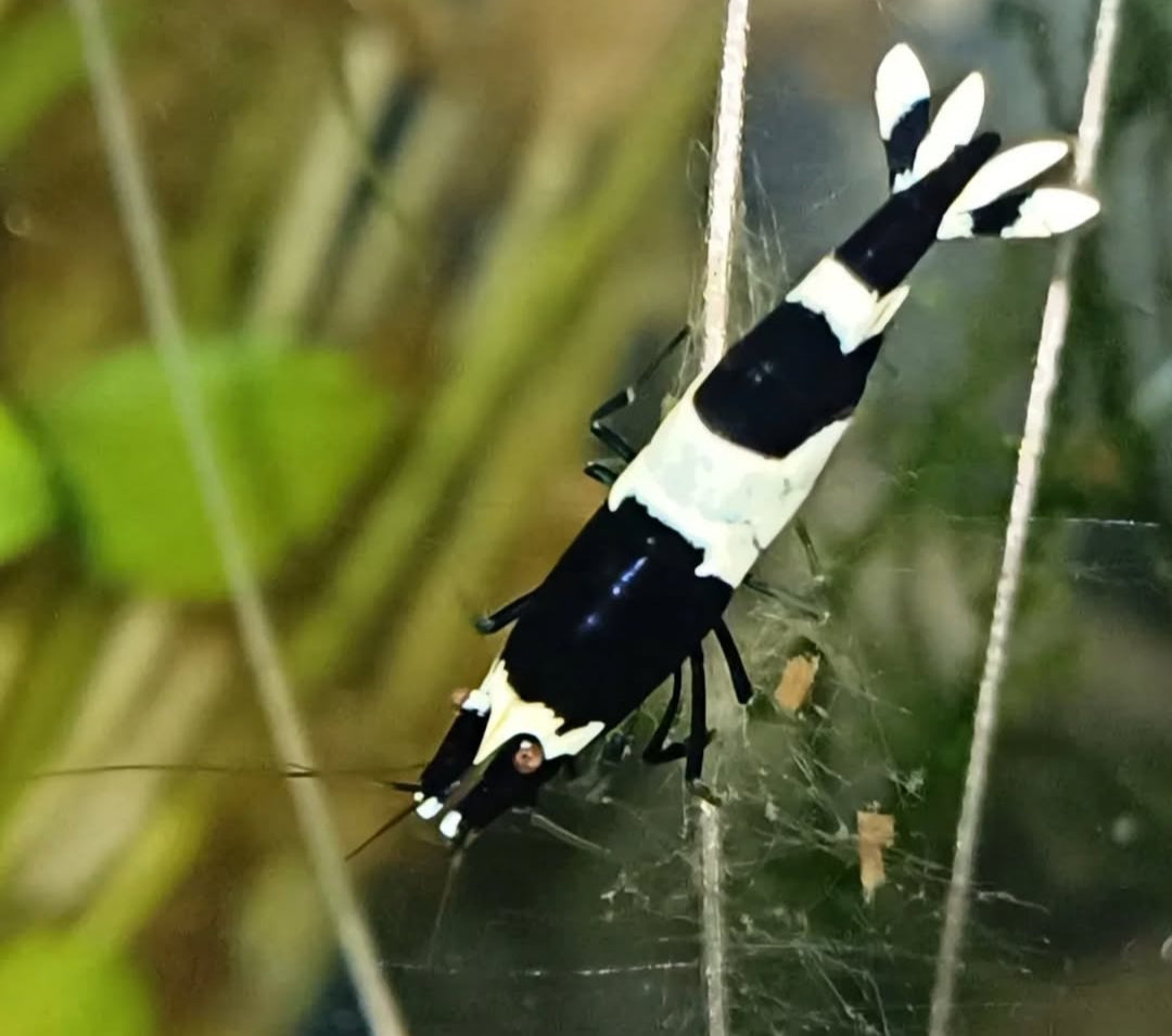 Caridina logemanni - Zwerggarnele "Black Bee" K2-K4