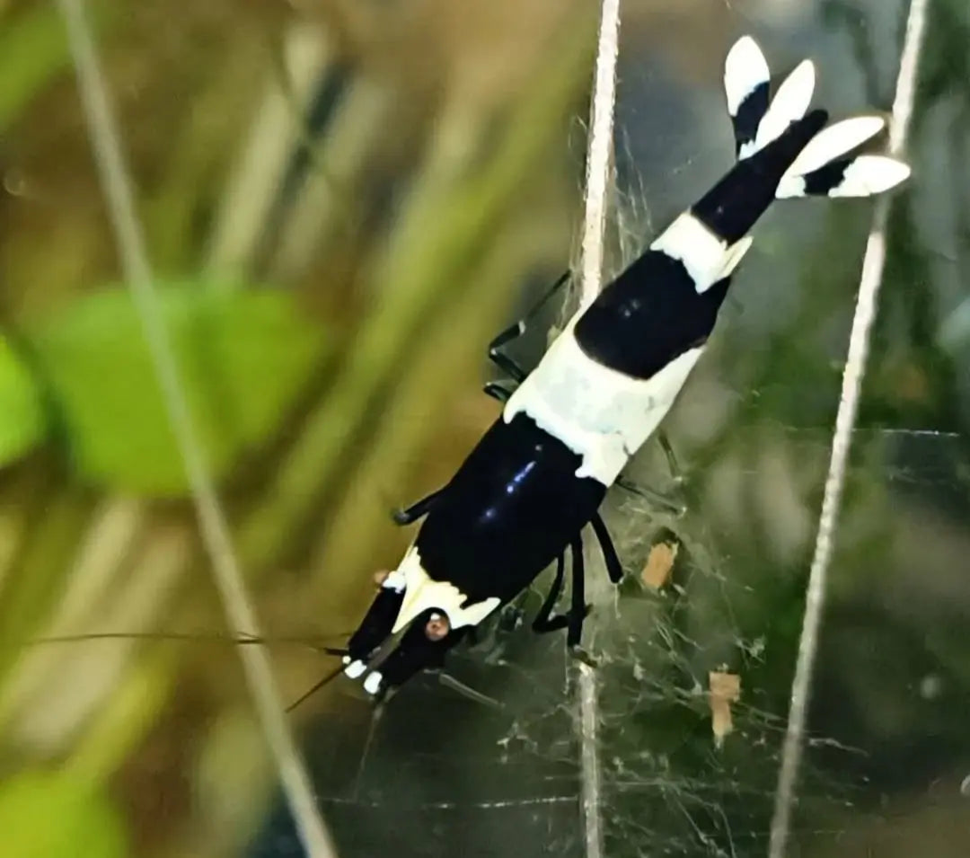 Caridina logemanni - Zwerggarnele 🐼 "Black Bee" K2-K4 AquaTimo