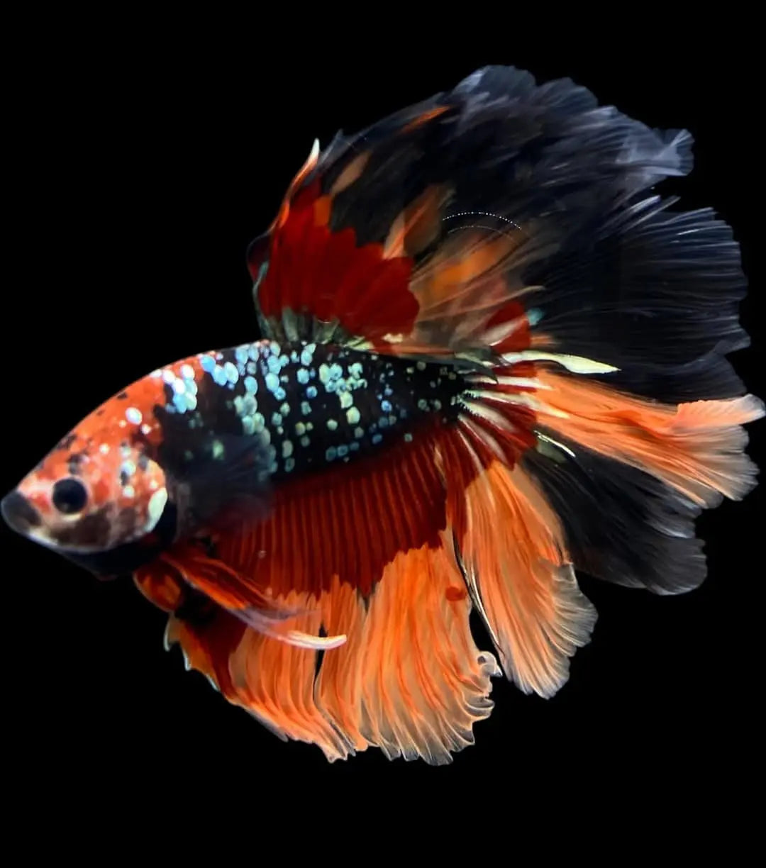 Betta splendens "Halfmoon Mix" – 💙❤️🧡💛 Eleganter Kampffisch AquaTimo