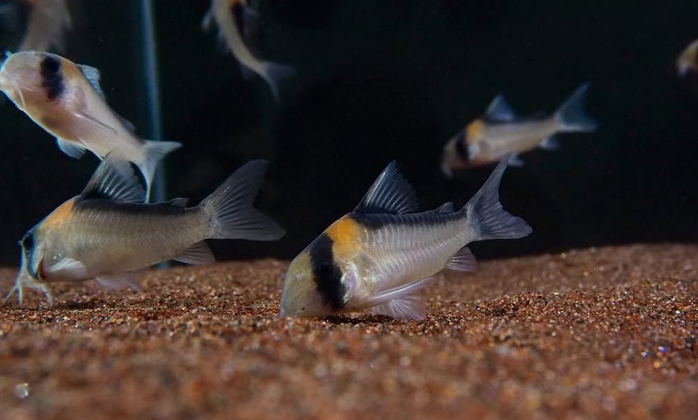 Goldstirnpanzerwels – Corydoras adolfoi 🧡🐟