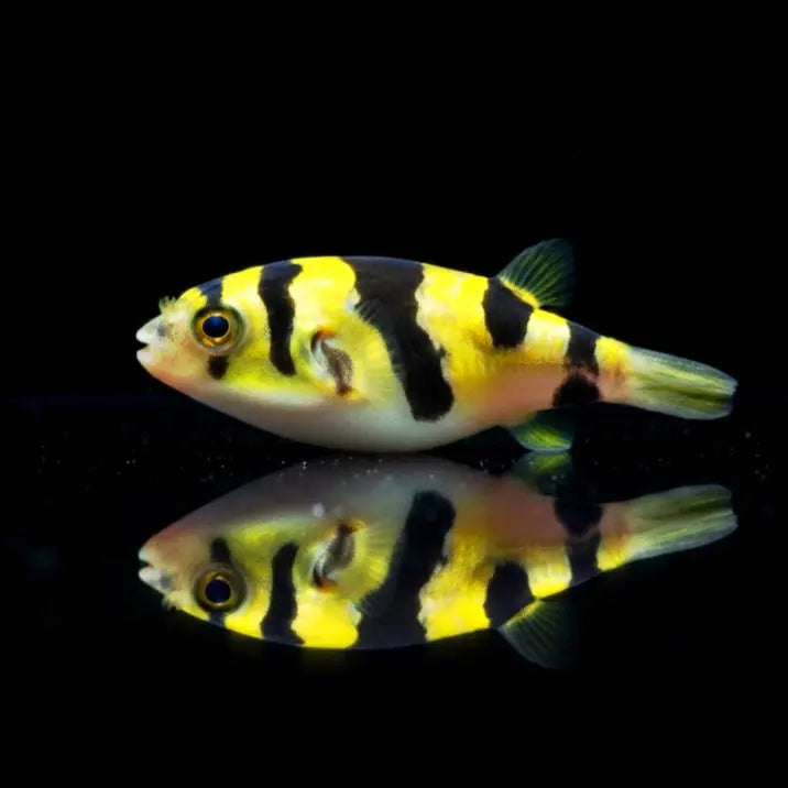 Tetraodon biocellatus - Augenfleck Kugelfisch AquaTimo
