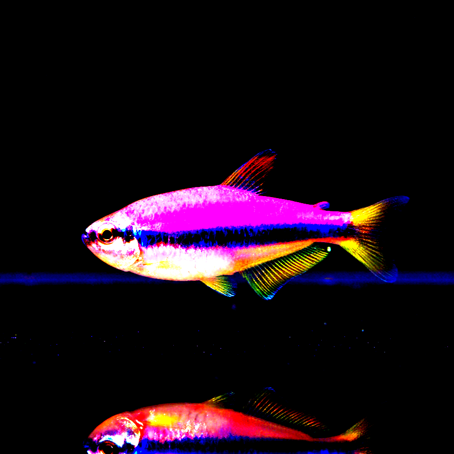 Königssalmler Rosa – Inpaichthys kerri 👑💗🐟