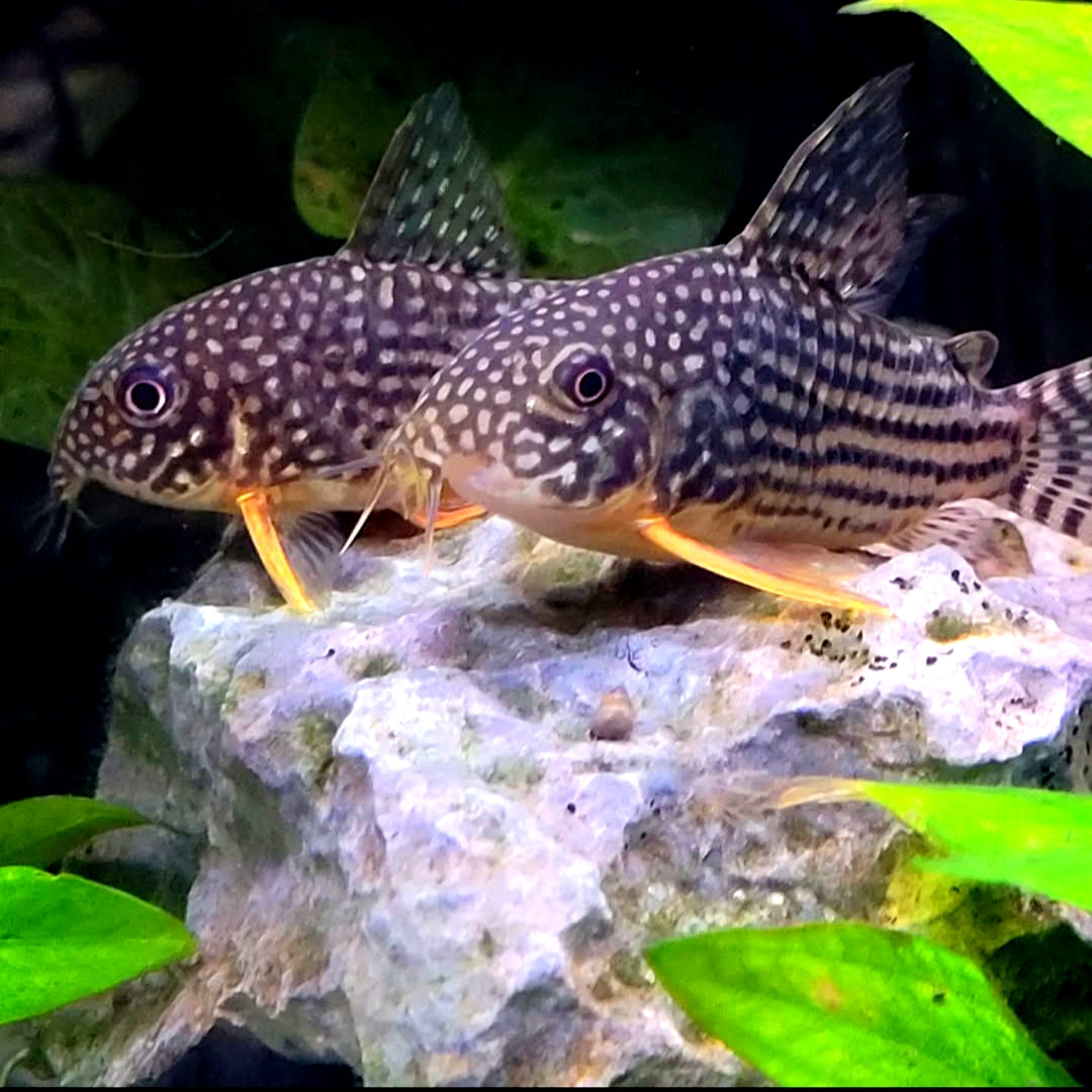 Corydoras sterbai hoplisoma - Orangeflossen Panzerwels