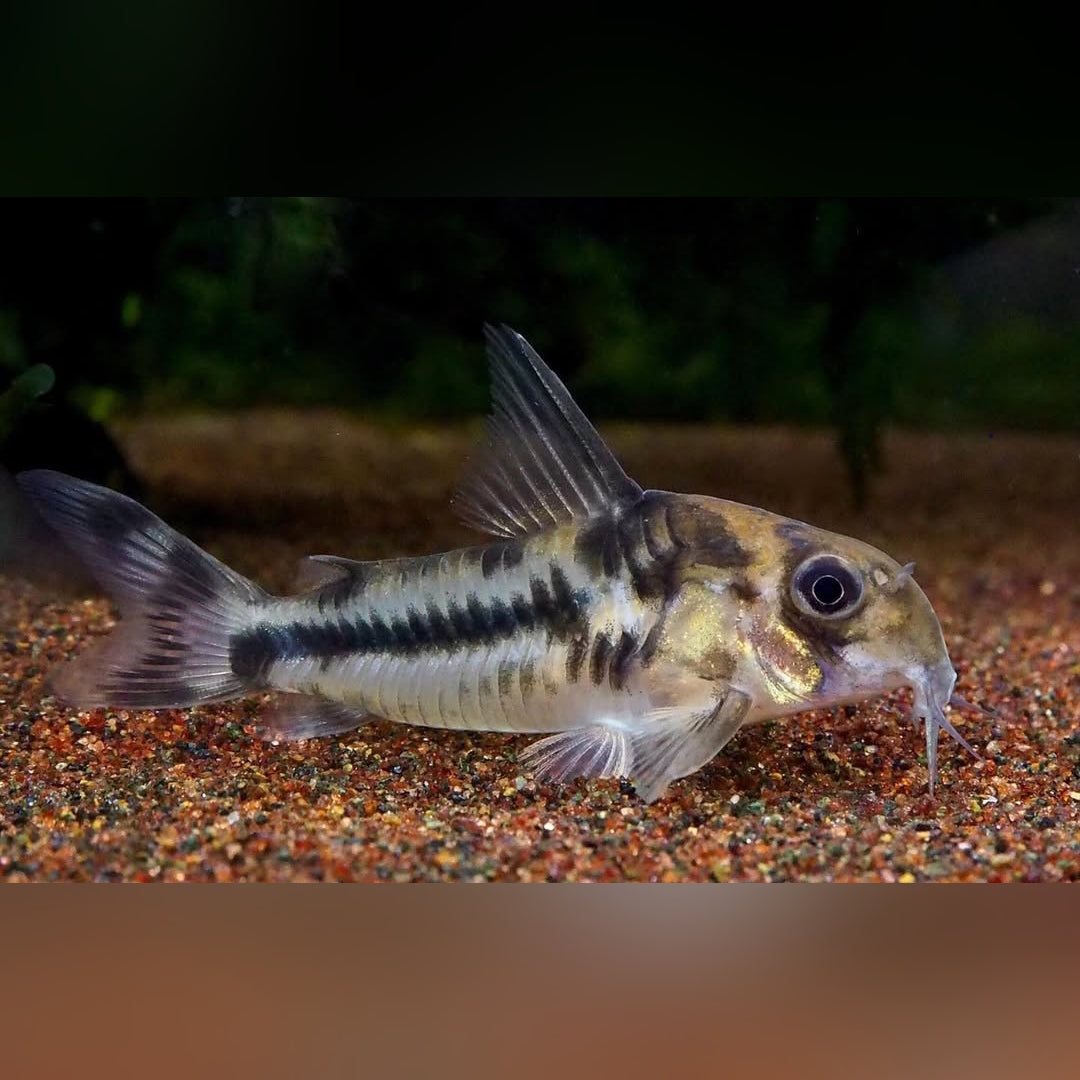 Corydoras boesemani – Boesemans Panzerwels 🐠🌿
