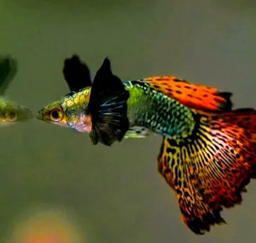 Hochzucht Guppy - ❤️ Red Dragon AquaTimo