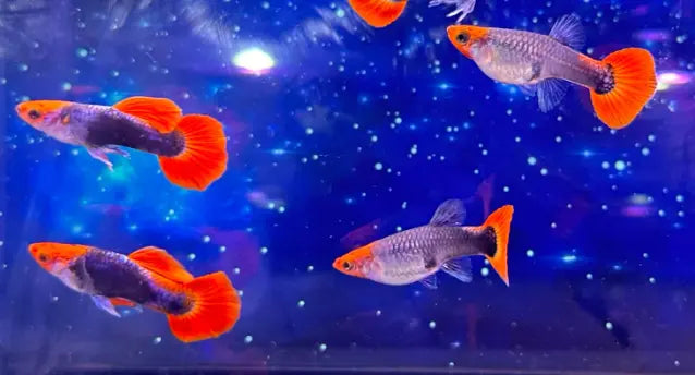 Hochzucht Guppy - 🧡🖤 Red Cap Tuxedo AquaTimo
