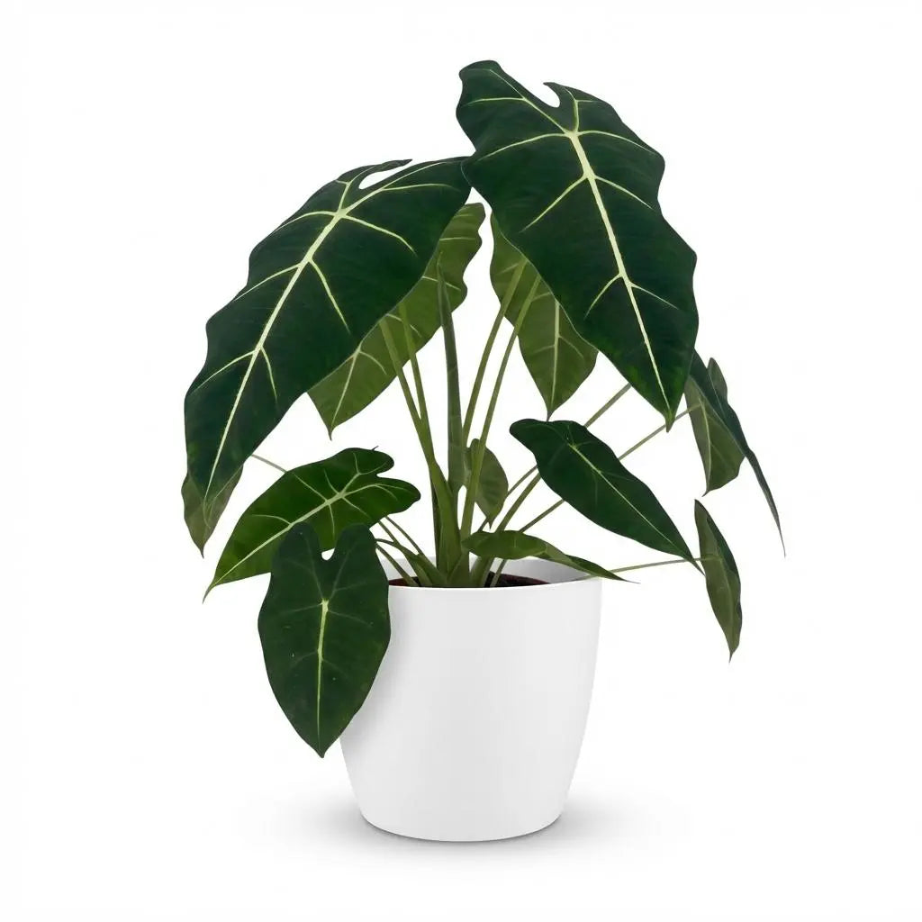 Green boutiQ