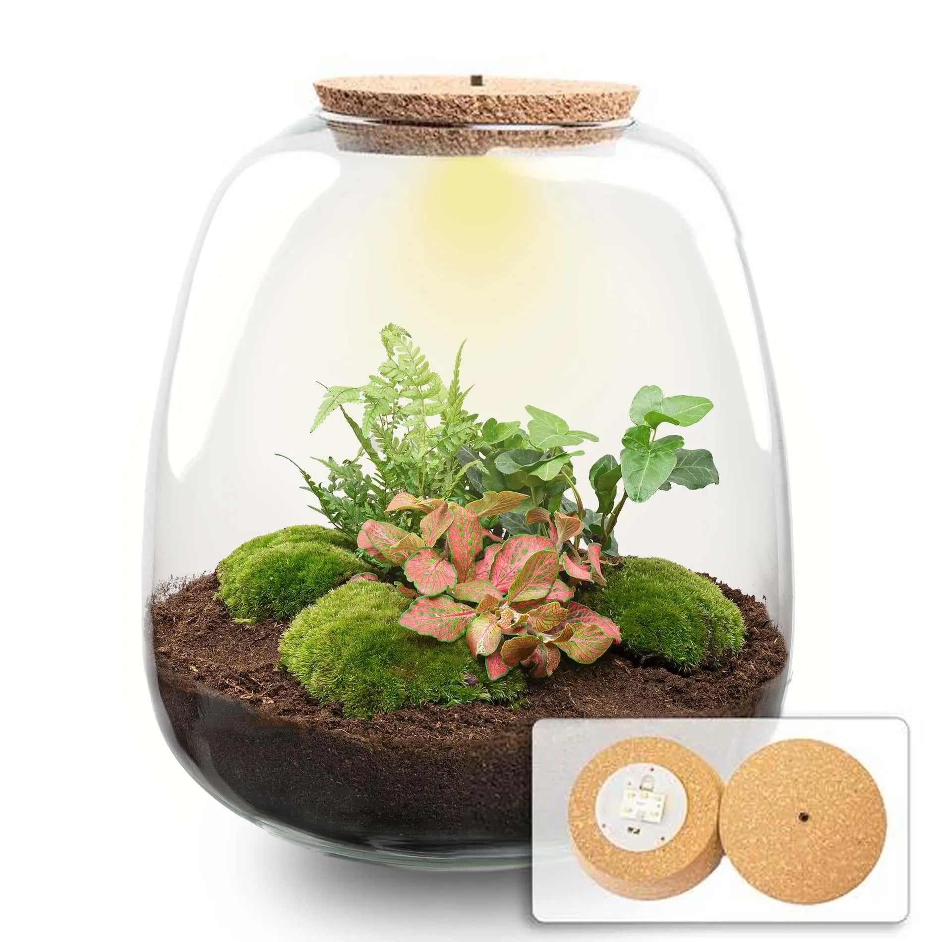 hedera licht Pflanzen Terrarium DIY-Set 'Emma' mit LED-Licht – Dein autarker Mini-D