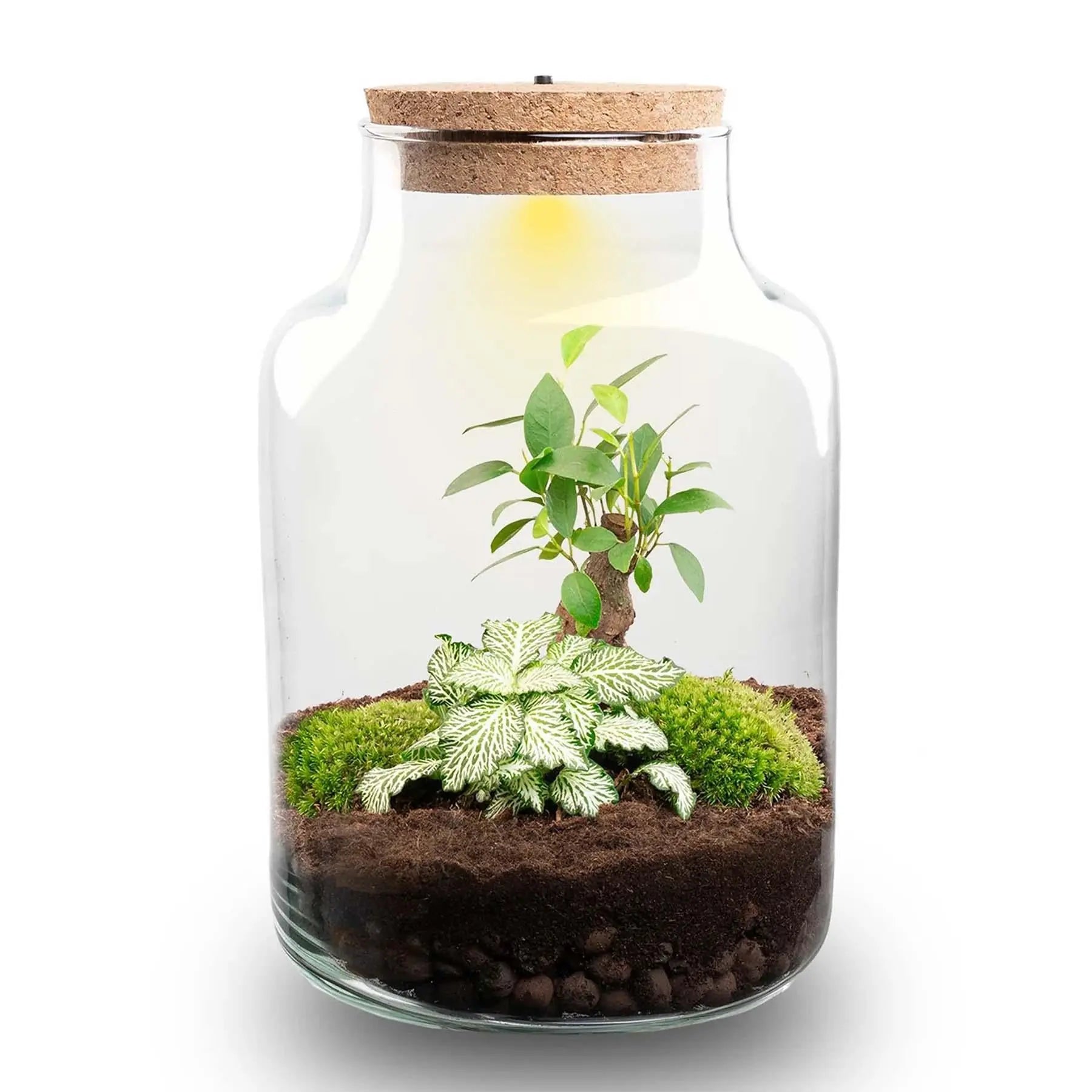DIY Pflanzen-Terrarium Set mit LED-Licht