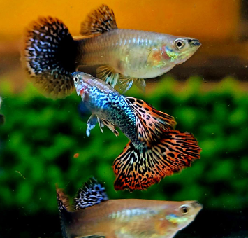 Hochzucht Guppy - Red Dragon