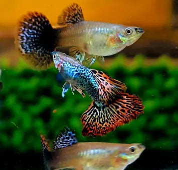 Hochzucht Guppy - ❤️ Red Dragon AquaTimo