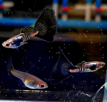 Hochzucht Guppy - Black Cobra