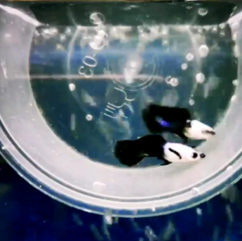 Hochzucht Guppy - Blue Panda