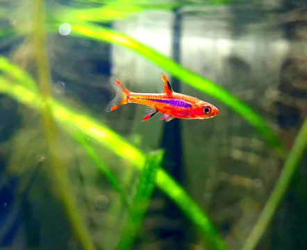 Moskitobärbling – Boraras brigittae